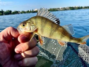 European Perch