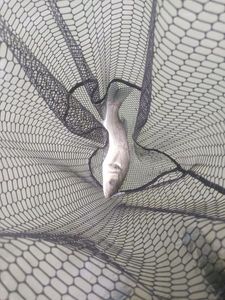 European Bass (Seabass)