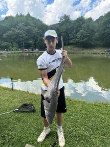 Sturgeon