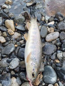 Angler's catch photo