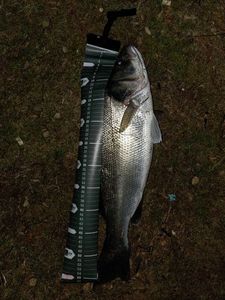 European Bass (Seabass)