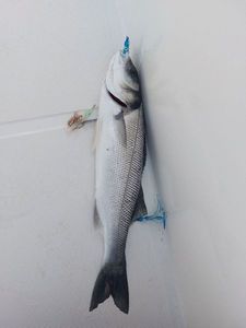 European Bass (Seabass)