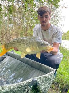 Common Carp