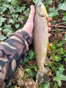 Brown Trout