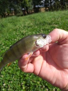 European Perch