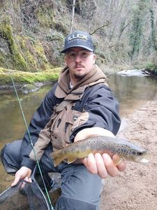 Brown Trout