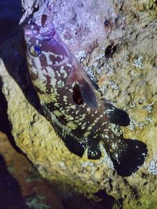 Brown Grouper (Dusky)