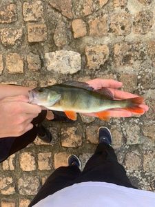 European Perch