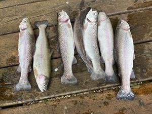 Rainbow Trout