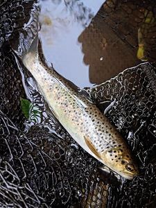 Brown Trout
