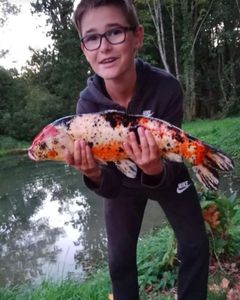 Koï Fish