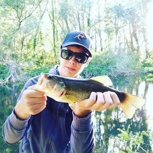 Largemouth Bass