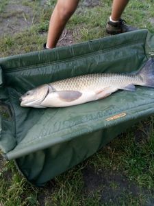 Grass Carp