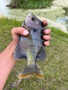 Bluegill