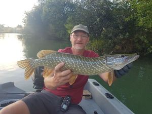 Northern Pike