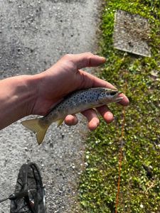 Brown Trout