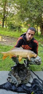 Common Carp