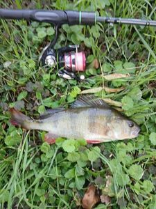 European Perch