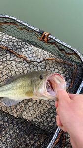 Largemouth Bass