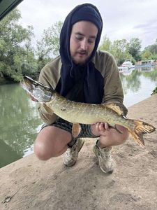 Northern Pike