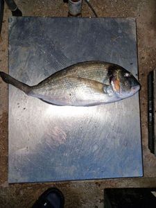 Gilthead Seabream