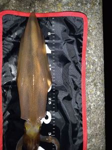 European Squid
