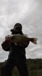 Largemouth Bass