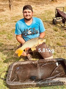 Common Carp