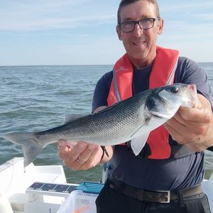 European Bass (Seabass)