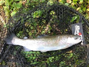 Rainbow Trout