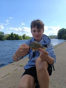 Green Sunfish