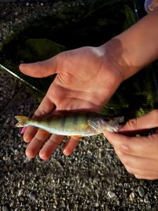 European Perch