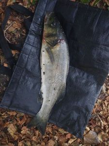 European Bass (Seabass)