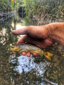Brown Trout