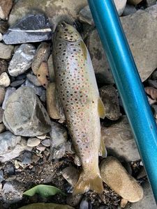 Brown Trout