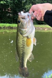 Largemouth Bass