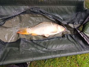 Leather Carp