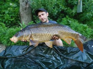 Common Carp