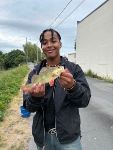 European Perch