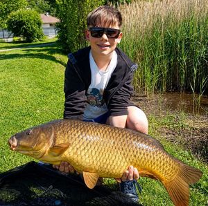 Common Carp