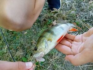 European Perch