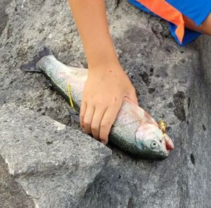 Rainbow Trout