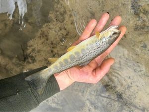 Brown Trout