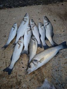 European Bass (Seabass)