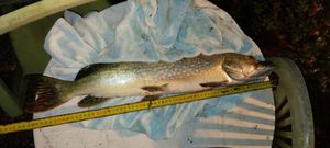 Northern Pike