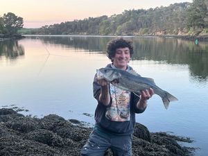 European Bass (Seabass)