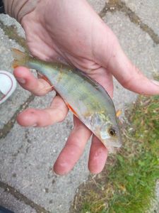 European Perch