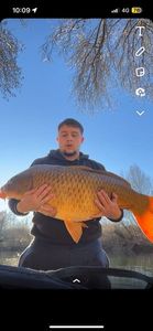 Common Carp