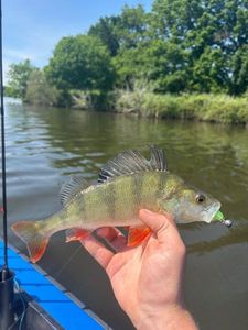 European Perch