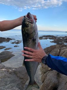 Bluefish